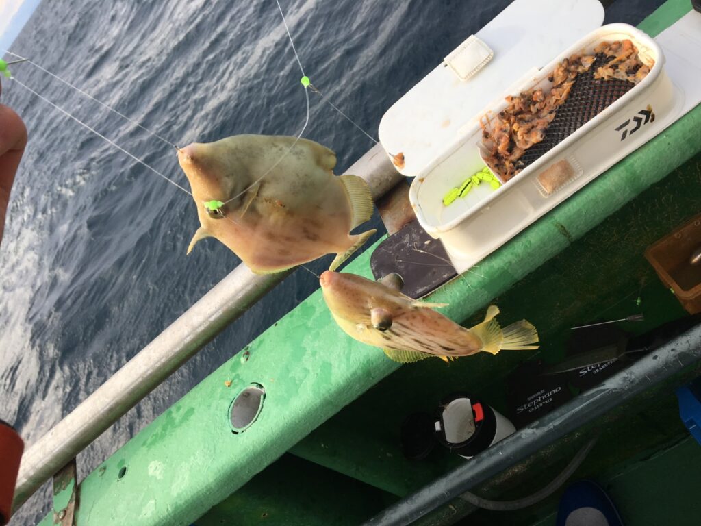 カワハギ釣りの時期とは 肝が美味しいのは意外にも 月 かわまるチャンネル